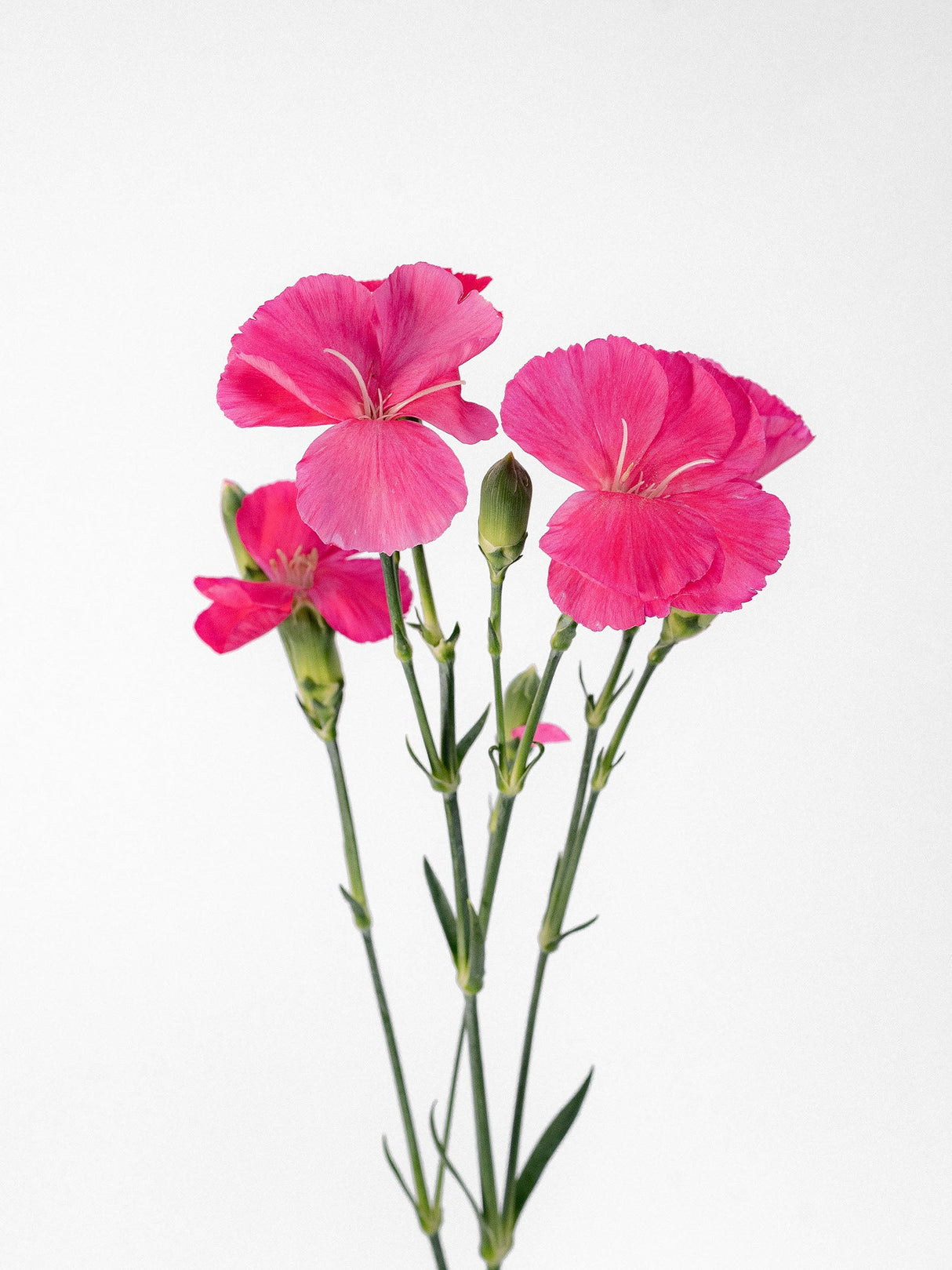 Lilliput Fucsia (hot pink dianthus) - Summer Field combo box
