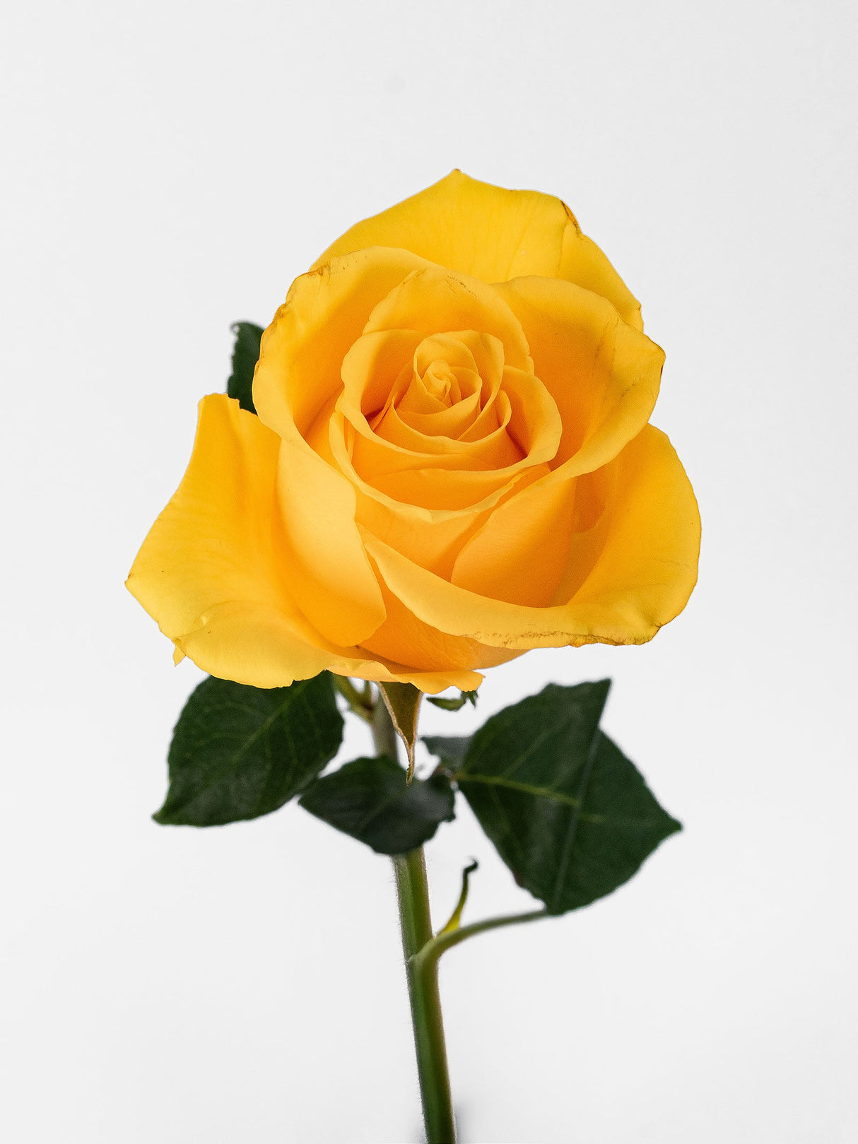 Roses Yellow (Sol Rose) - Summer Field combo box