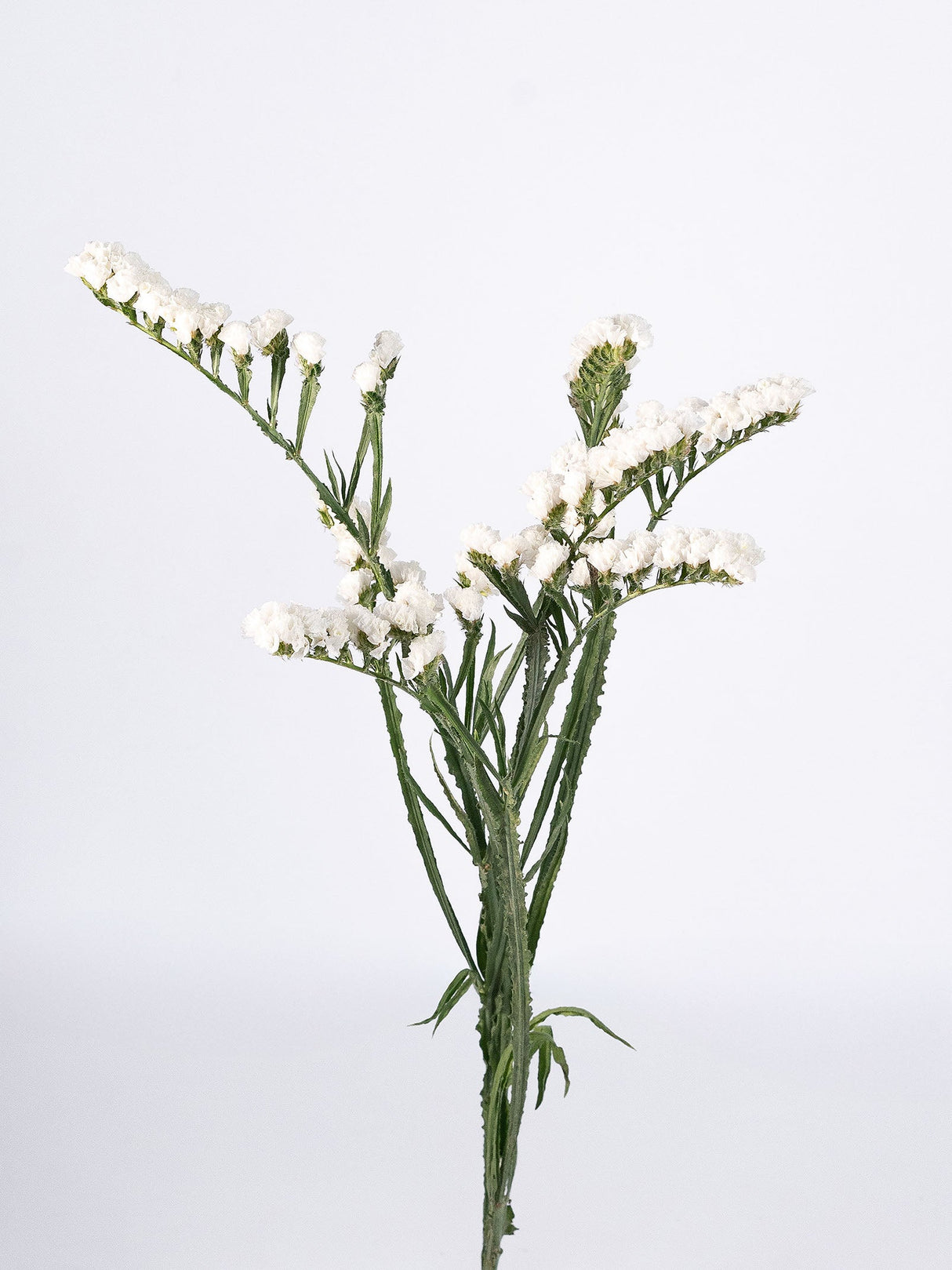 Statice White - Summer Field combo box