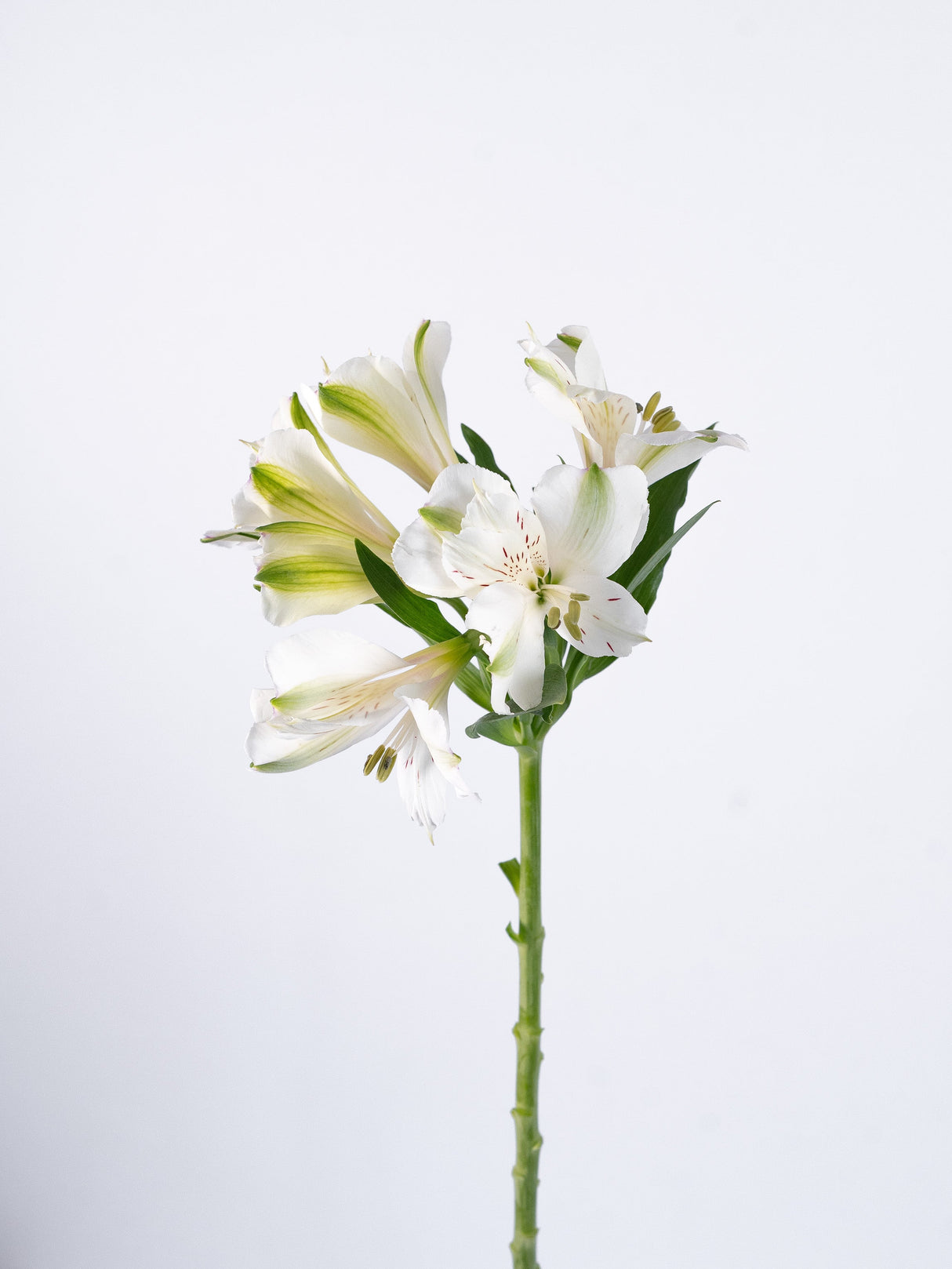 Astromelia White (Alstroemeria Phoenix White) - Summer Field combo box