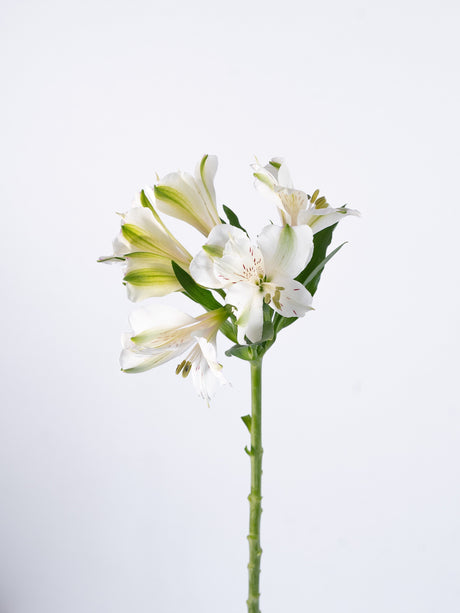 Astromelia White (Alstroemeria Phoenix White) - Summer Field combo box