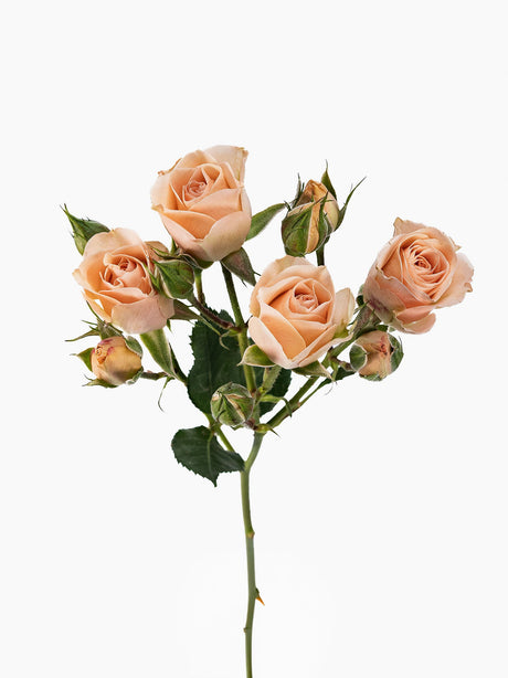 Spray Roses Peach (Apricot) - Sunshine combo box