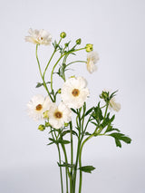 Butterfly Blush (Butterfly Ranunculus Ariadne) - Sunshine combo box