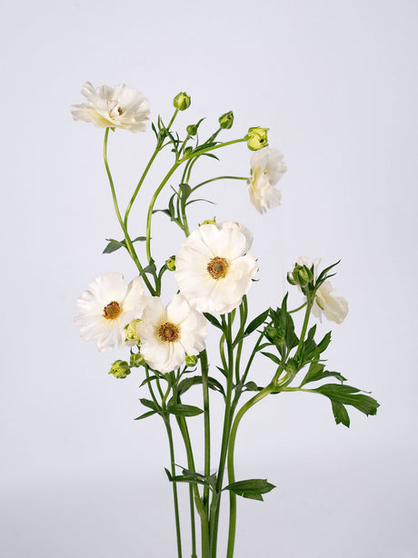 Butterfly Blush (Butterfly Ranunculus Ariadne) - Sunshine combo box