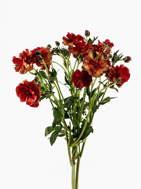Butterfly Hades (Butterfly Ranunculus Hades) - Bonfire combo box