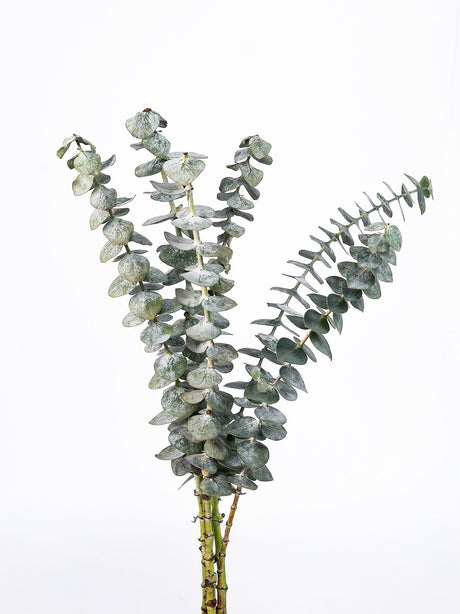 Eucalyptus (Parvula & Polyanthemus) - Bonfire combo box