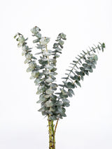 Eucalyptus (Cinerea) - Summer Field combo box