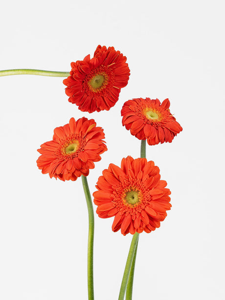 Gerbera Orange (Mini Gerbera Monza) - Sunshine combo box