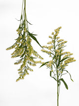 Solidago Cream (Moonlight Glory) - Bonfire combo box