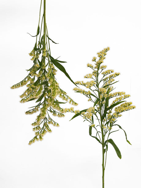 Solidago Cream (Moonlight Glory) - Bonfire combo box
