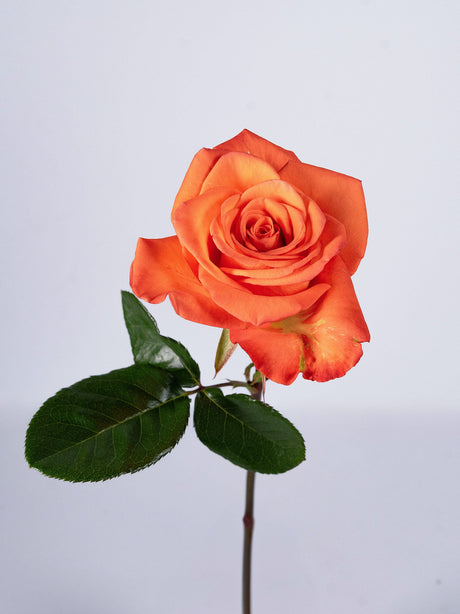 Roses Orange - Sunshine combo box
