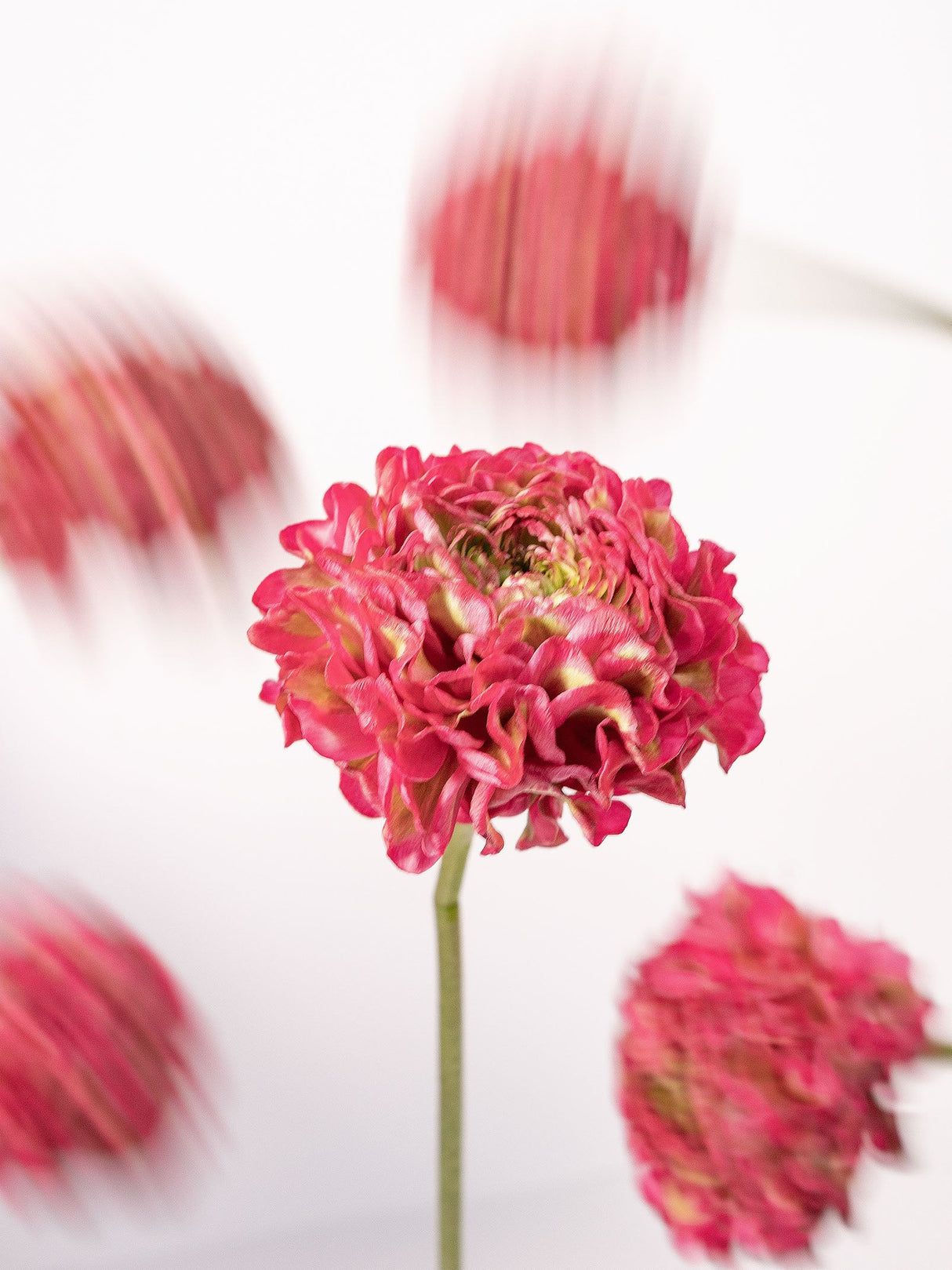 Ranunculus Pon Pon Fucsia (Dragonfruit) - Summer Field combo box