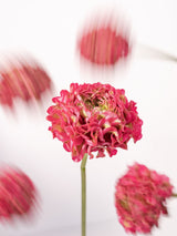Ranunculus Pon Pon Fucsia (Dragonfruit) - Summer Field combo box