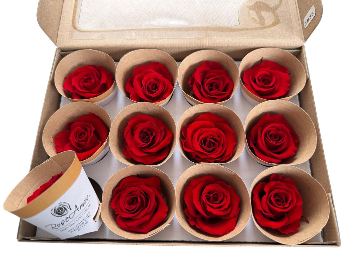 12-Pack Preserved Rose Head - Red