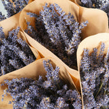 Dried Flowers - Lavender