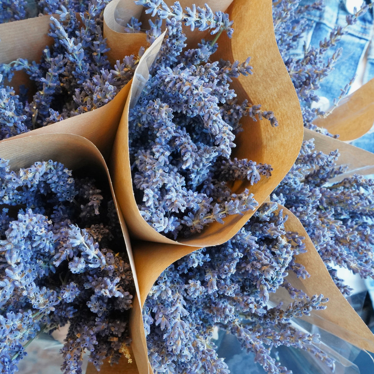 Dried Flowers - Lavender