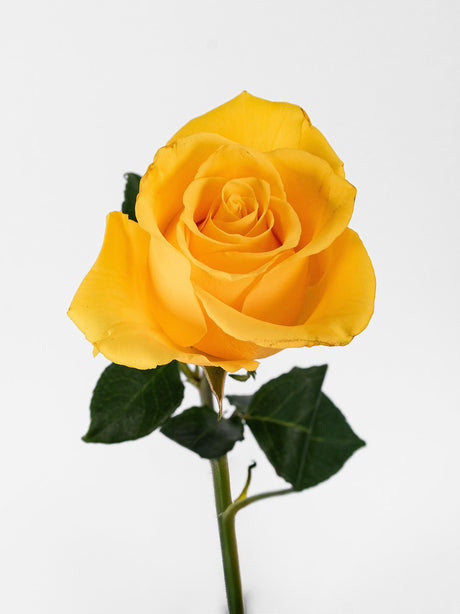 Roses Yellow (Sol Rose) - Summer Field combo box