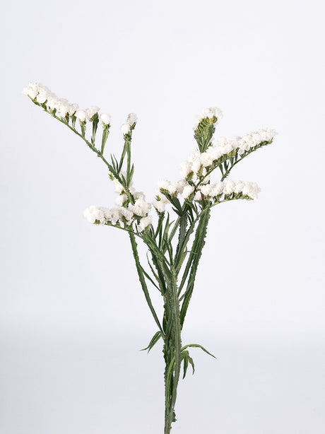 Statice White - Summer Field combo box