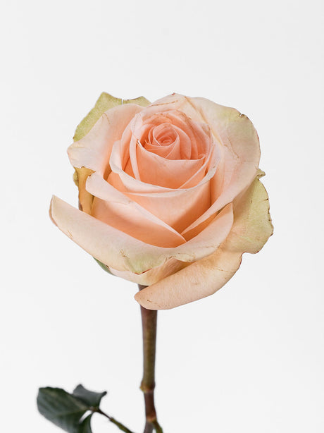 Roses Peach (Tifany) - Sunshine combo box