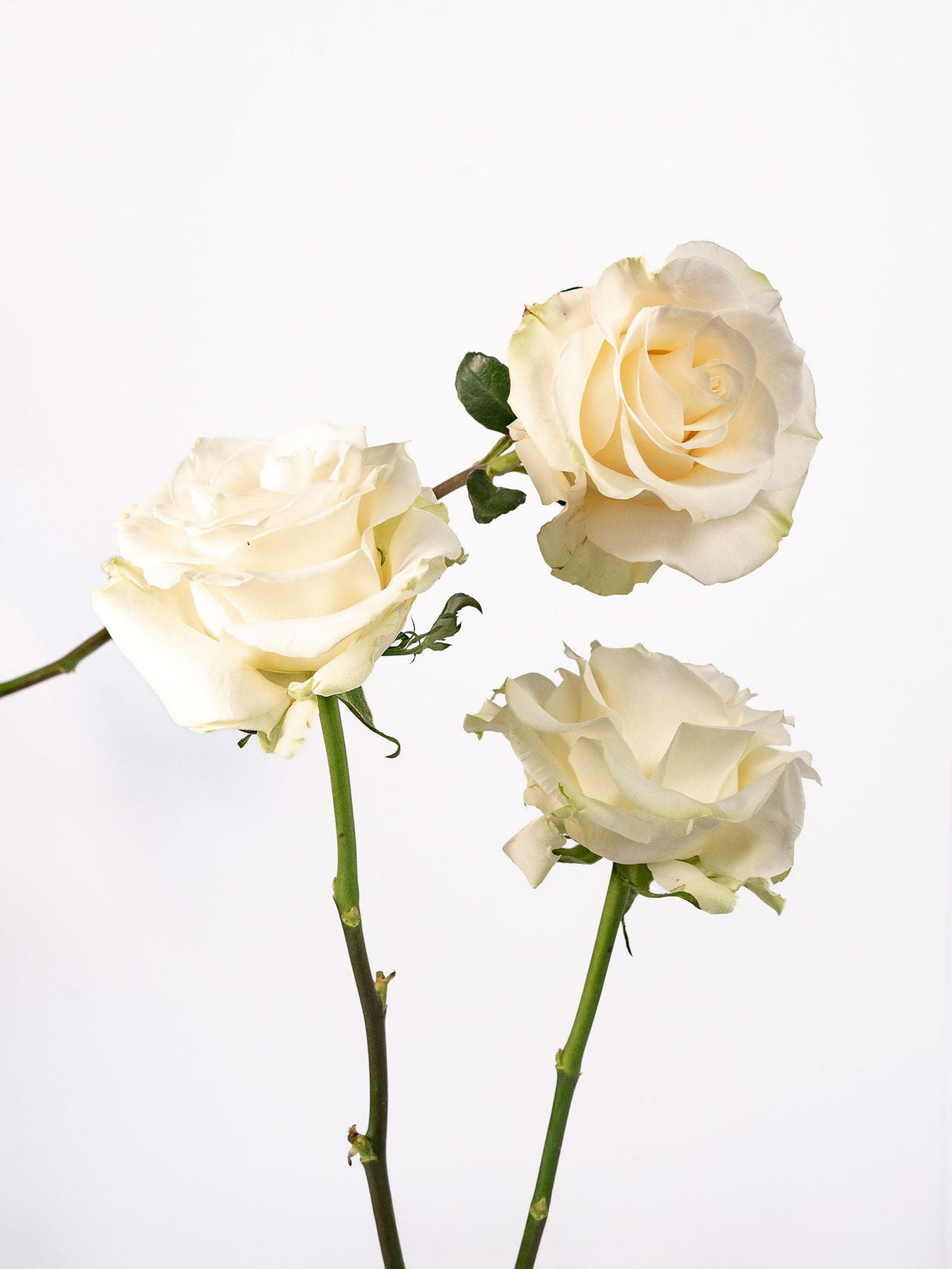 Roses White (Vendela) - Summer Field combo box