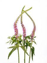 Veronica Pink - Summer Field combo box